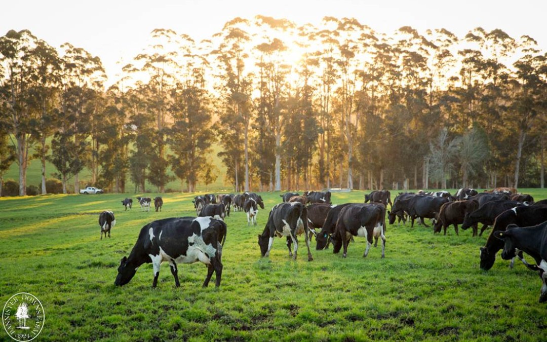 WA dairy to become a global leader