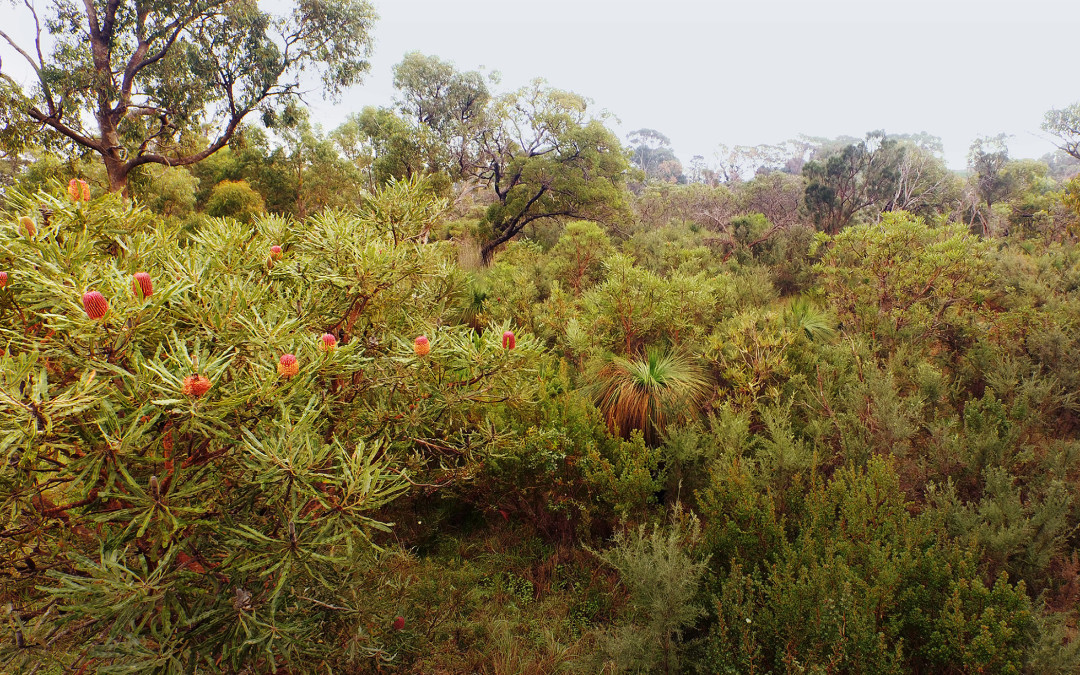 How we can include biodiversity impacts in LCA